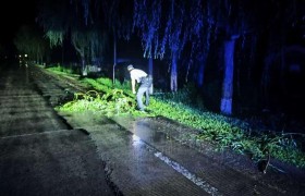 风吹树倒路受阻，民警清理保畅通