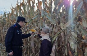 金秋时节“藏蓝”相伴  道外公安守护秋收好“丰”景