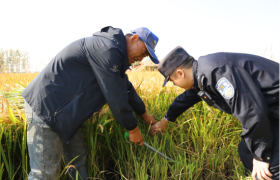 护秋收保民安 田间地头显担当