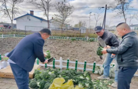 铁力市王杨乡：党建领航  共织宜居宜业“乡村新梦”