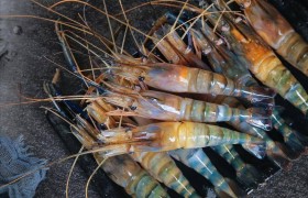 作为浙江人，连浙江的10大“海鲜”都不知道，是不是有点尴尬？