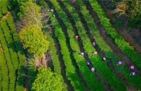 酝酿“重出江湖” 梅州蕉特茶从“芯”出发