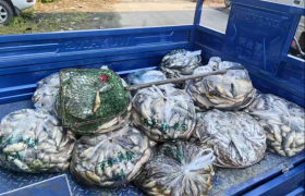 【春雷行动】守护松花江生态 冰城公安让“电鱼”行为无处遁形