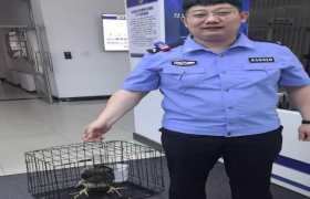 警民携手护生态：通达派出所民警成功解救国家二级保护动物夜鹭