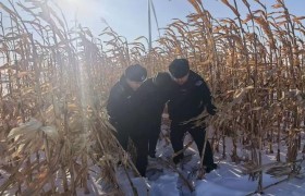 七小时生命接力：科技与脚步织就的深夜救援网