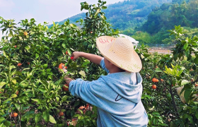 平安产险浙江分公司：从“田间”到“直播间”  “党建+”赋能“销售旺”