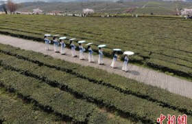 航拍贵州羊艾茶场秀色如画