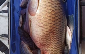 钓鱼佬的春天来了！国家都批准的合法娱乐，这次再钓不到鱼可别怪老婆唠叨！