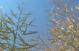 远程灌溉、AI专家答疑……“指尖上的春管”让会种田变“慧”种田