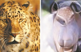 机器读脑时代：科技前沿的全新探索与挑战