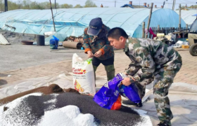 铁力市王杨乡：“三新”举措  赋能主题党日提质增效