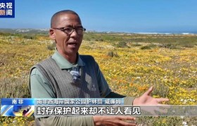 冬季降雨后 南非西海岸半荒漠变身“沙漠花海”