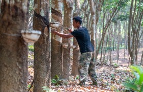 云南孟连30余万亩橡胶陆续开割