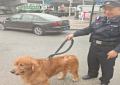 大成派出所民警巡逻中帮助群众找回走失爱犬 践行“为民服务”初心