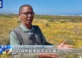 冬季降雨后 南非西海岸半荒漠变身“沙漠花海”