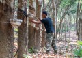 云南孟连30余万亩橡胶陆续开割